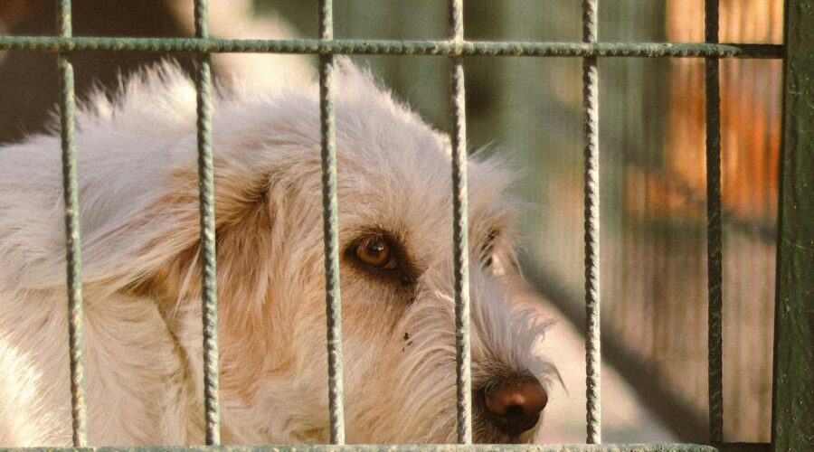 Tier aus dem Tierheim adoptiert – jetzt den richtigen Tierarzt finden