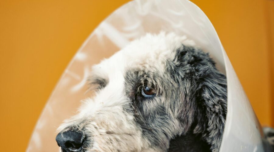 Tierarztpraxis vs. Tierklinik – was ist der Unterschied?