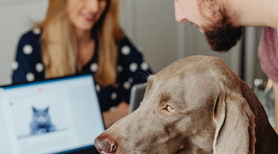 Tierversicherung Hund: Lohnt sie sich wirklich?