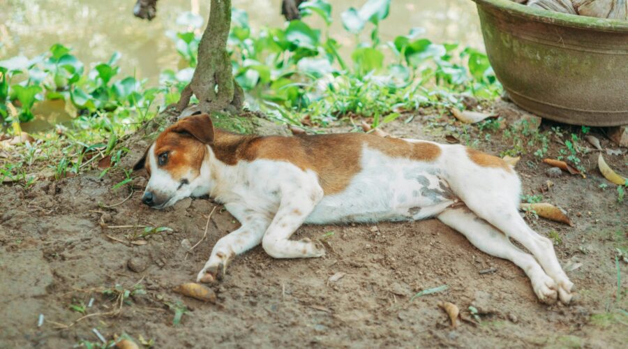 Hund erbricht wiederholt – wann ist es ein Notfall?