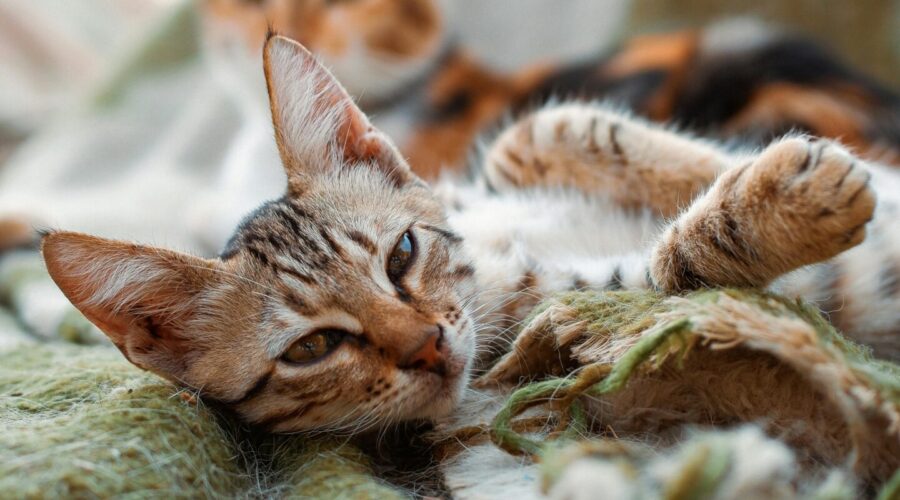 Katze kastrieren lassen – Kosten, Ablauf & der richtige Zeitpunkt