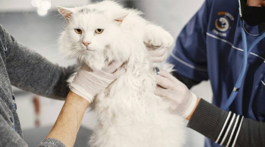 Katze zum Tierarzt: Was ihr vor dem ersten Besuch wissen solltet