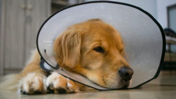 Kastration Hund Kosten