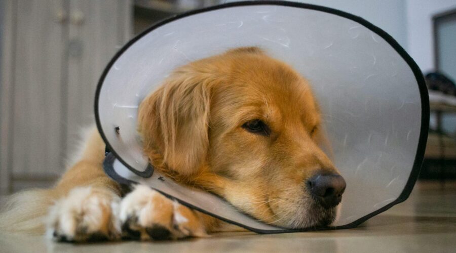 Kastration Hund: Kosten, Ablauf & was danach kommt