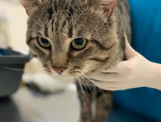 Tierärzte im Holzhausenviertel – Dr. med. vet. Thorsten Rogmann (Nordend)