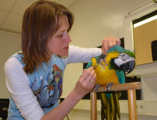 Tierärztliche Fachpraxis für Vögel & Exoten Dr. med. vet. Heike Reball