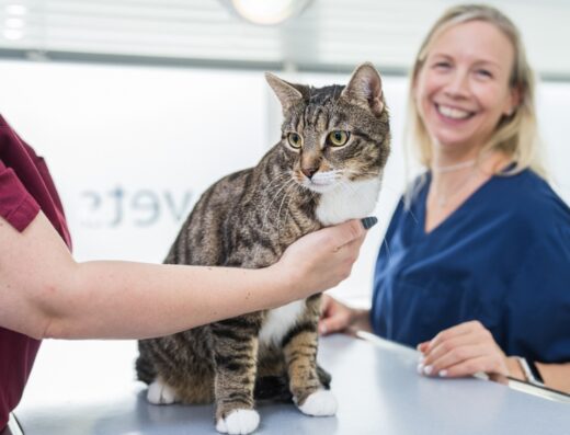 Tierarzt Berlin, vets for cats Berlin – Tierarztpraxis für Katzen