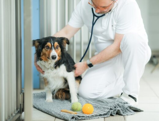 Tierklinik Ismaning