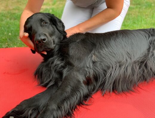Vet-Osteo – Osteopathie und Physiotherapie für Hunde und Pferde